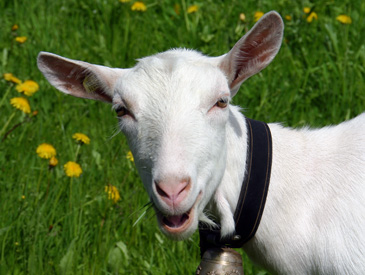 Le Moléson animaux de ferme et faune animale