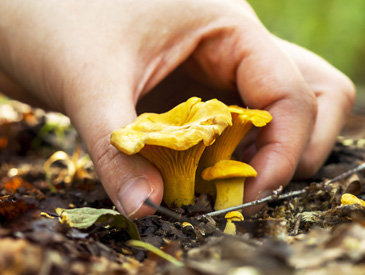 Le Moléson champignons paysages automne