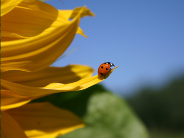 Le Moléson fleurs et plantes au printemps